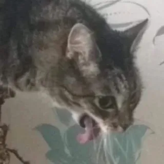 🤮 cat, animal, yawning, pet, domestic telegram sticker