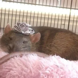 🐀 szczur, korona, zwierzę, słodki, śpiący, różowy, gryzoń telegram sticker