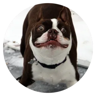 😳 Hund, lustig, Boston Terrier, Tier, Haustier telegram sticker