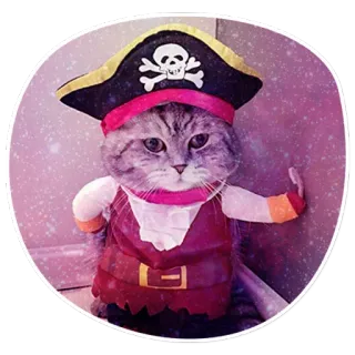 😊 cat, pirate, skull, animal, pet, costume telegram sticker