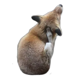 🗑 dog, itch, pet, animal, cute, scratch telegram sticker