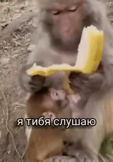 🌟 Я тибя слушаю monkey, animals, baby monkey, listening, meme whatsapp sticker