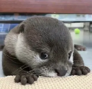 Otter love telegram stickers
