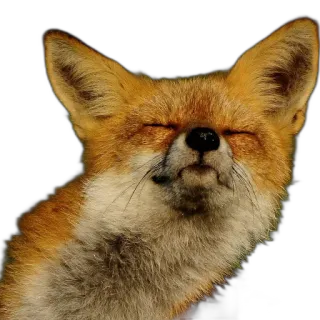 🌜 fox, animal, wildlife, cute, orange, mammal telegram sticker