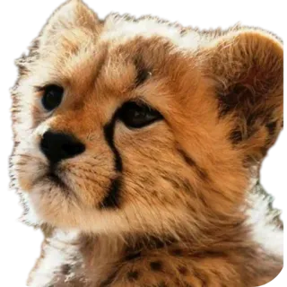 🧵 ชีตาห์, ลูก, สัตว์, สัตว์ป่า, สัตว์เลี้ยงลูกด้วยนม, แมว telegram sticker