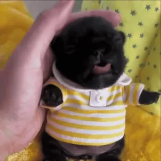 🌟 pug, dog, puppy, cute, animal, pet, black telegram sticker