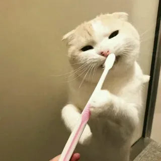 🐈 gatto, spazzolino da denti, animale, animale domestico, carino, animale domestico, gatto domestico whatsapp sticker