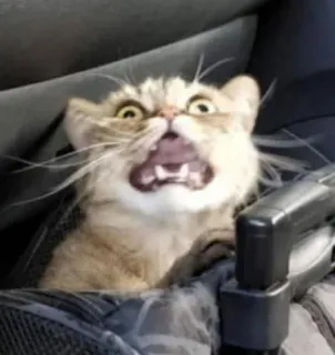 😱 Katze, wütend, lustig, Tier, Meme, ängstlich telegram sticker