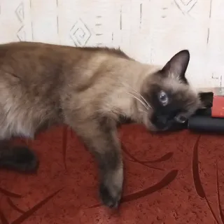 🤕 Katze, Tier, Haustier, Siamkatze, Haustier, Säugetier telegram sticker