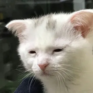 😴 cat, kitten, white cat, animal, pet, cute telegram sticker