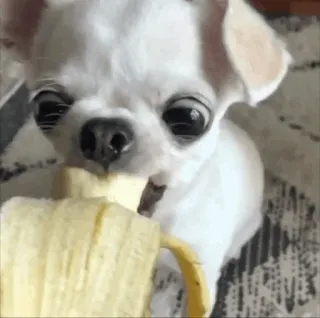 🐩 dog, chihuahua, banana, animal, pet, cute telegram sticker