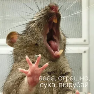 😨 аааа, страшно, сука, вырубай rat, animal, effrayé, peur, rongeur telegram sticker