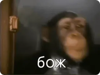 🙄 бож monkey, ape, animal, funny, meme telegram sticker