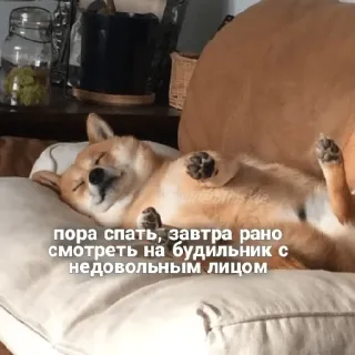🥲 пора спать, завтра рано смотреть на будильник с недовольным лицом หมา, นอนหลับ, เหนื่อย, นาฬิกาปลุก, ตลก, มีม telegram sticker