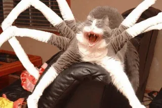 🕷 cat, spider, animal, funny, meme, scary telegram sticker