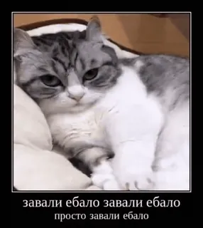 🤫 завали ебало завали ебало
просто завали ебало gato, meme, engraçado, russo, ofensivo whatsapp sticker
