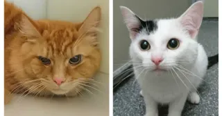 🤔 Katze, orange, weiß, süß, Tier telegram sticker