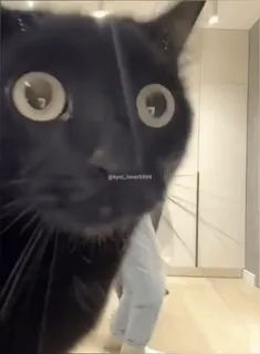 😨 kyer_lover0804 猫, 黑猫, 动物, 宠物 whatsapp sticker