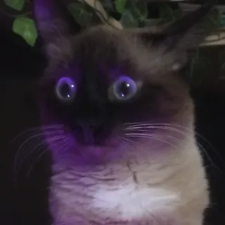 😶 Katze, Tier, Haustier, Kätzchen, Siamkatze, süß, Haustier telegram sticker