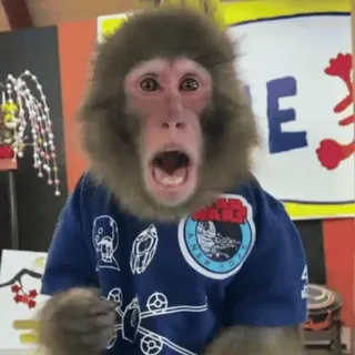 🤩 Star Wars STAR WARS monkey, star wars, animal, film, movie, character, pop culture whatsapp sticker