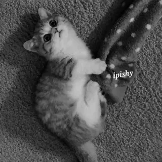 🕸 ipishy 猫, 小猫, 宠物, 动物, 可爱, ipishy telegram sticker