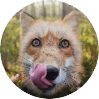🦊 fuchs, tier, wildtier, zunge, süß, natur, säugetier, orange telegram sticker