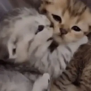 ♥️ gattino, gatto, animale, carino, animale domestico telegram sticker