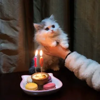 💖 kitten, cat, birthday, celebration, candles, macarons, cute telegram sticker