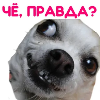 🤪 ЧЁ, ПРАВДА? dog, chihuahua, funny, russian, meme telegram sticker