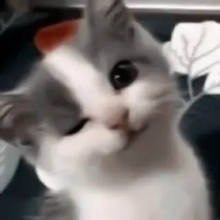 😉 Katze, Kätzchen, süß, Tier, Haustier, häuslich whatsapp sticker