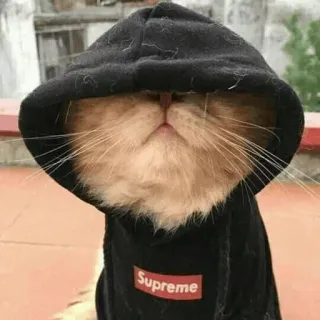 😺 Supreme chat, sweat à capuche, Supreme, animal, animal de compagnie, mème telegram sticker