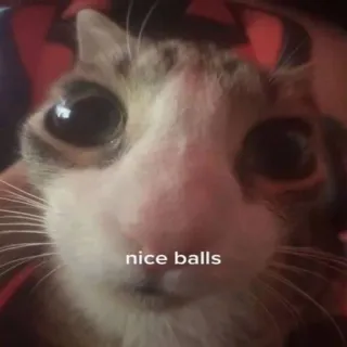 😏 nice balls kucing, humor, menyinggung, meme, hewan peliharaan telegram sticker