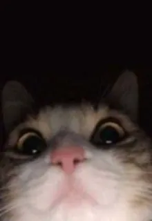 🤨 猫, 動物, 目, 可愛い, ペット telegram sticker