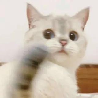 🍬 cat, kitten, cute, animal, domestic cat whatsapp sticker