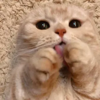 😺 gato, lambendo, fofo, animal, gatinho, animal de estimação whatsapp sticker