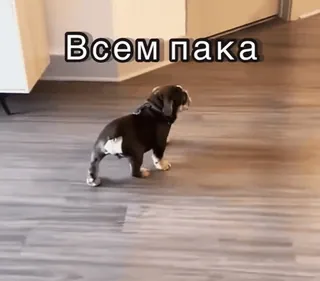 😉 Всем пока собака, животное, бульдог, до свидания, прощание, питомец telegram sticker