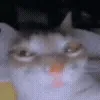 🙀