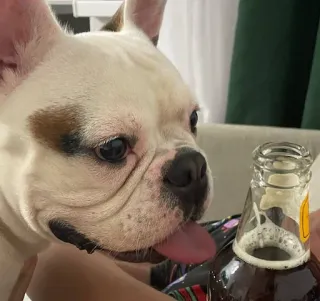 🍺 perro, bulldog francés, mascota, animal, cerveza, botella, alcohol, bebida telegram sticker