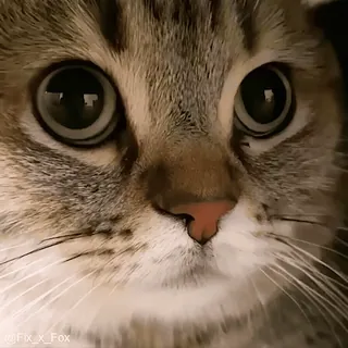 👍 @Fix_x_Fox cat, animal, pet, eyes, cute, domestic cat, mammal, close-up telegram sticker