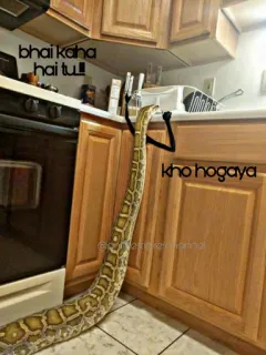 🤨 bhai kaha hai tu! kho hogaya schlange, küche, cartoon, lustig whatsapp sticker