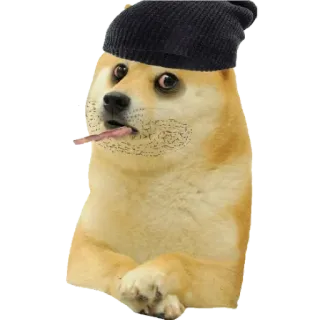 😩 doge, hond, meme, muts telegram sticker
