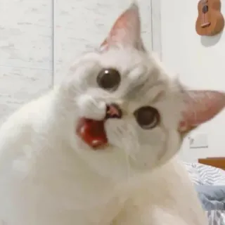 🐱 cat, animal, pet, funny, meme telegram sticker