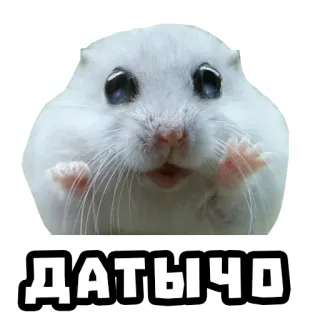 😧 ДАТЫЧО hamster, imut, hewan, meme telegram sticker