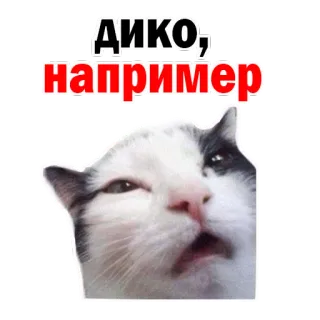 😭 ДИКО, например gato, meme, expressão, engraçado, animal, gato doméstico whatsapp sticker