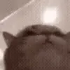 😻