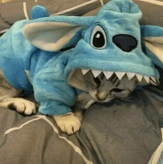 😴 Stitch 고양이, 코스튬, 스티치, 디즈니, 귀여운, 동물, 애완 동물 telegram sticker
