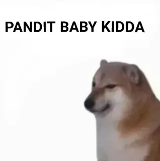 ✨ PANDIT BABY KIDDA doge, meme, dog, pet, humor telegram sticker