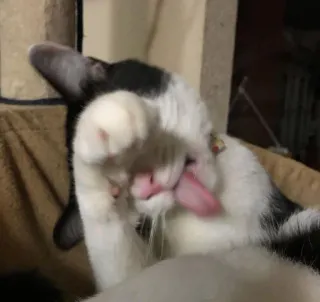 🤢 gato, animal, lamiendo, limpieza, mascota, doméstico telegram sticker