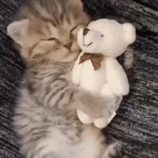 🐈 kucing, anak kucing, boneka beruang, imut, hewan, hewan peliharaan, tidur whatsapp sticker