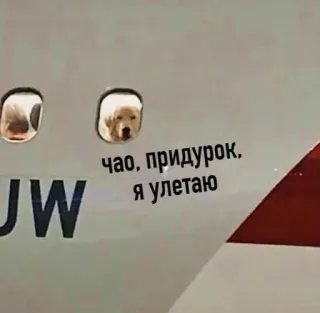 🤙 ЧАО, ПРИДУРОК, Я УЛЕТАЮ pies, samolot, okno, latanie, zwierzę domowe telegram sticker